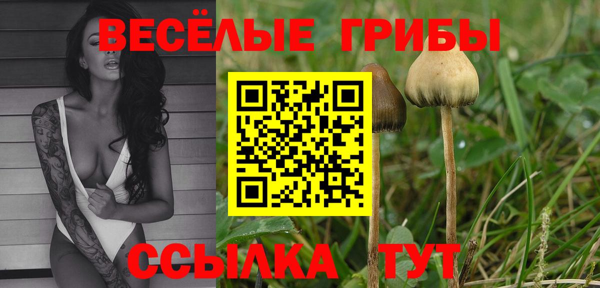Псилоцибиновые грибы Psilocybe Набережные Челны